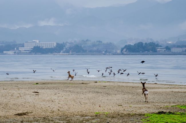 海に鹿って新鮮ｗ