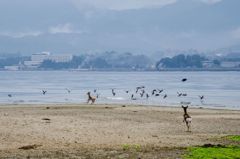 海に鹿って新鮮ｗ