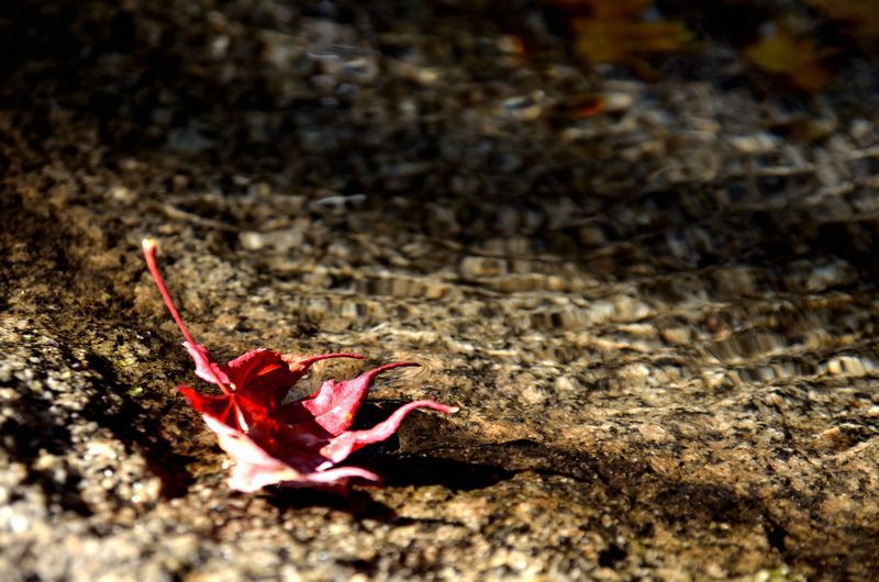 落ち葉　紅葉