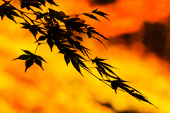 紅葉　ライトアップ　その1
