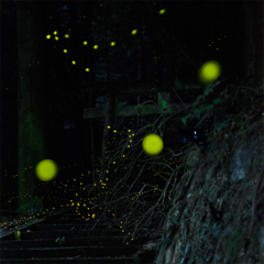 近くの神社　ヒメ　その3