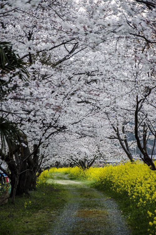 桜のトンネル