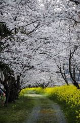 桜のトンネル