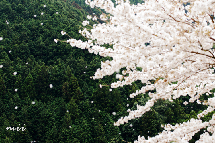 桜