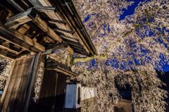 播磨一本堂  大糸桜. ライトアップ　その2