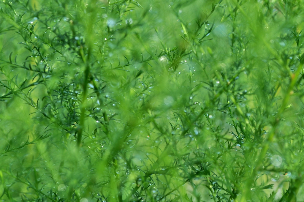 緑