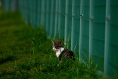 ねこ　その1