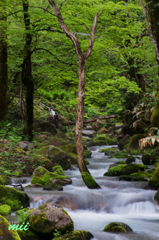 大山　渓谷　その2
