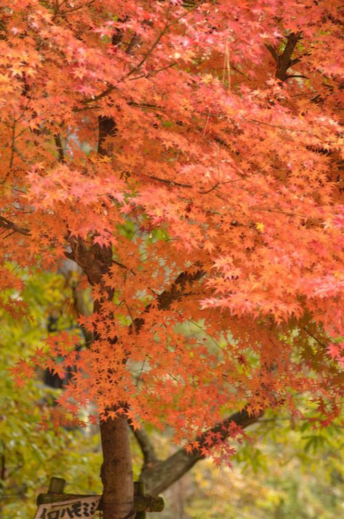 イロハモミジ　その1