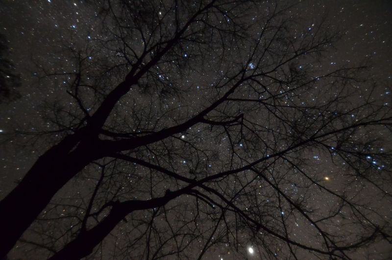 星空の下の木 その1