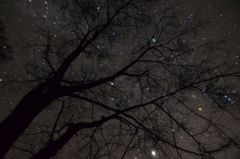 星空の下の木 その1