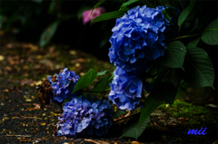 紫陽花　その3