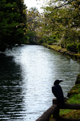カラス