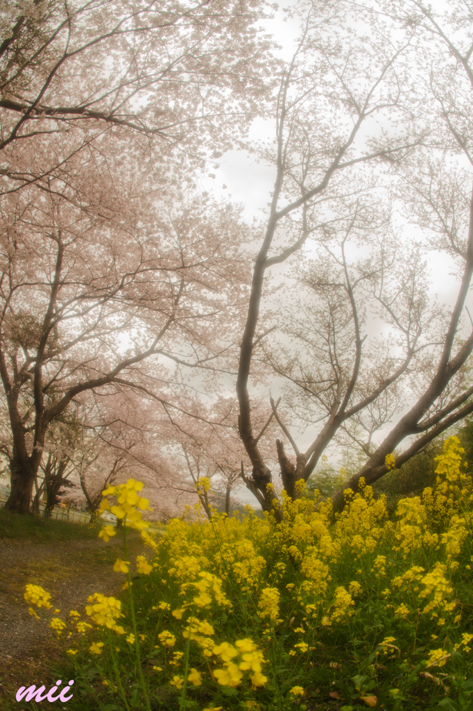 菜の花と桜　その1