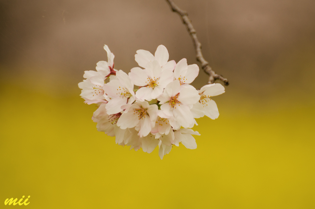 菜の花と桜　その3