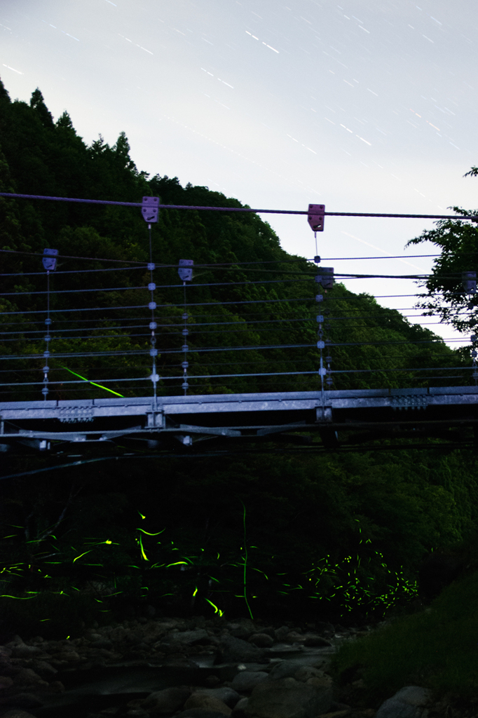 吊橋と蛍