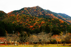 山の紅葉