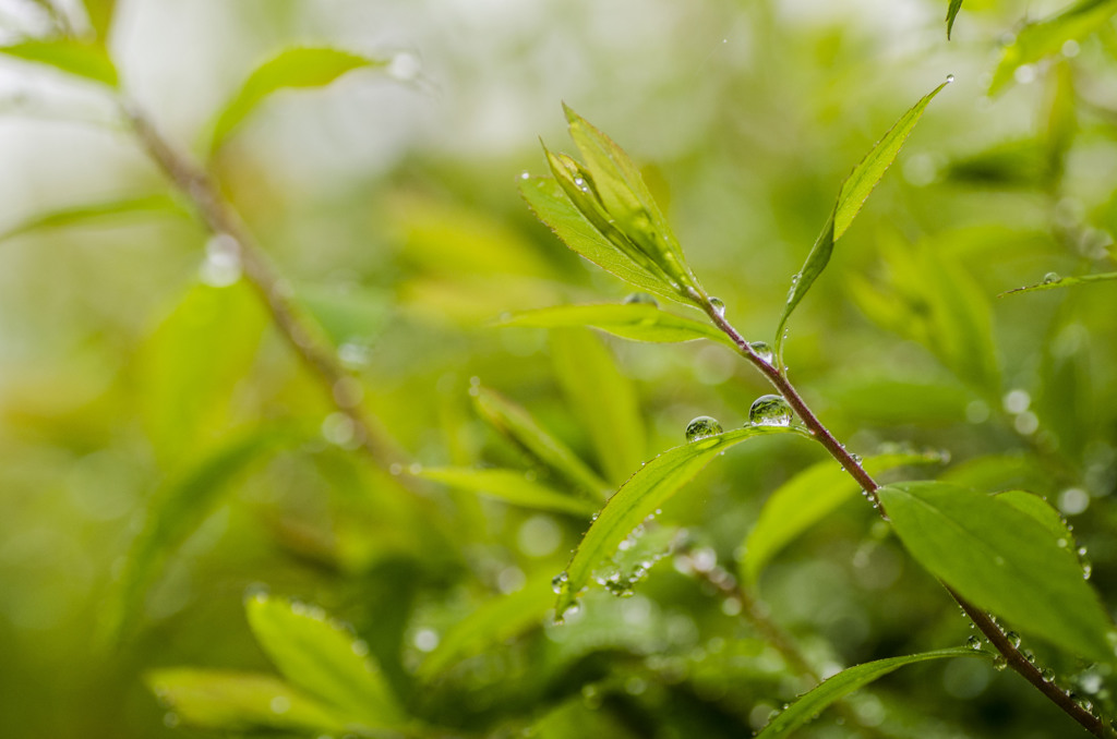 雫　その3