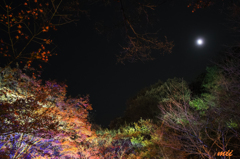 月と紅葉