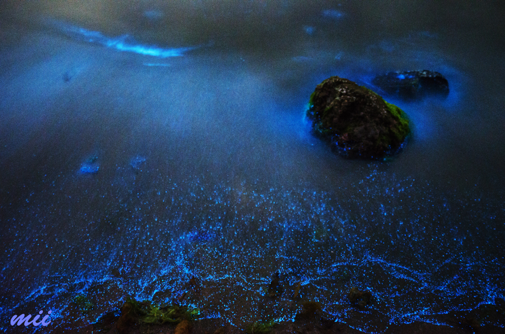 夜行虫　その2