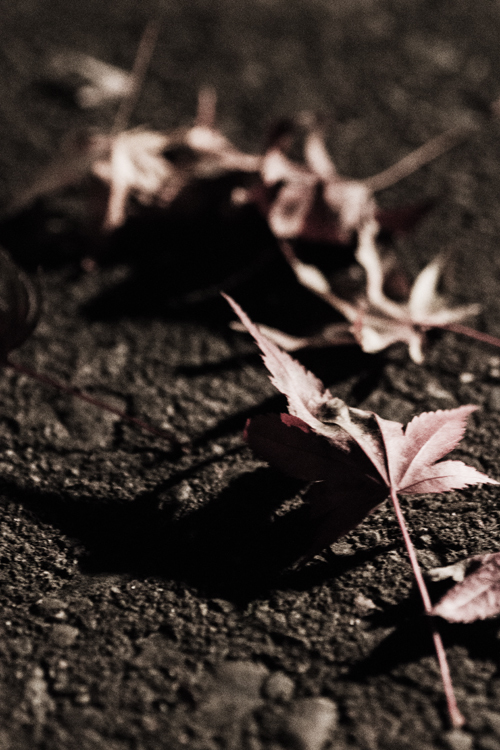 紅葉　ライトアップ　その4　落ち葉