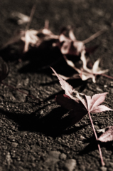 紅葉　ライトアップ　その4　落ち葉