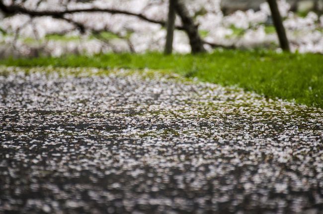 花びらのじゅうたん