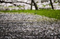花びらのじゅうたん