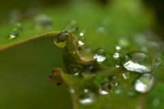 雫　その7
