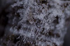 霜柱　その2