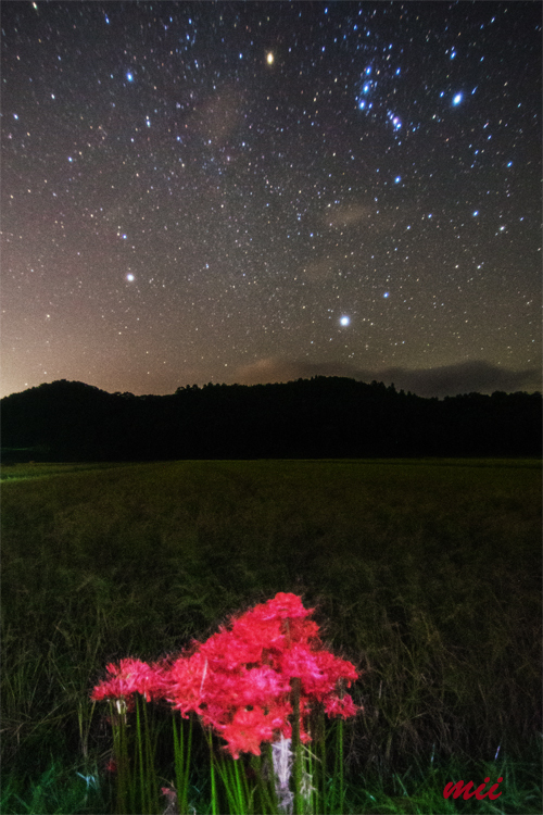 彼岸花と冬の大三角