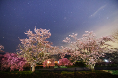 夜桜　その2