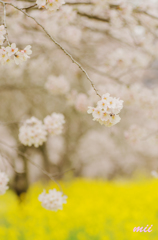 菜の花と桜　その2