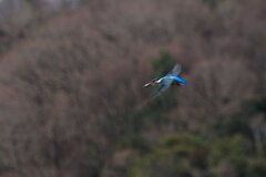 カワセミ