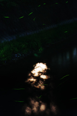 月夜のホタル