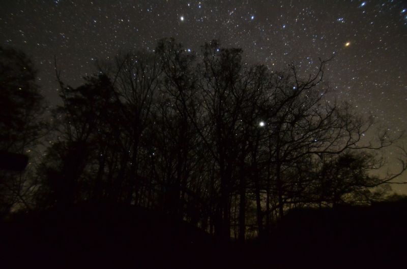星空の下の木 その2