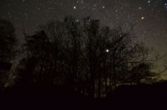 星空の下の木 その2