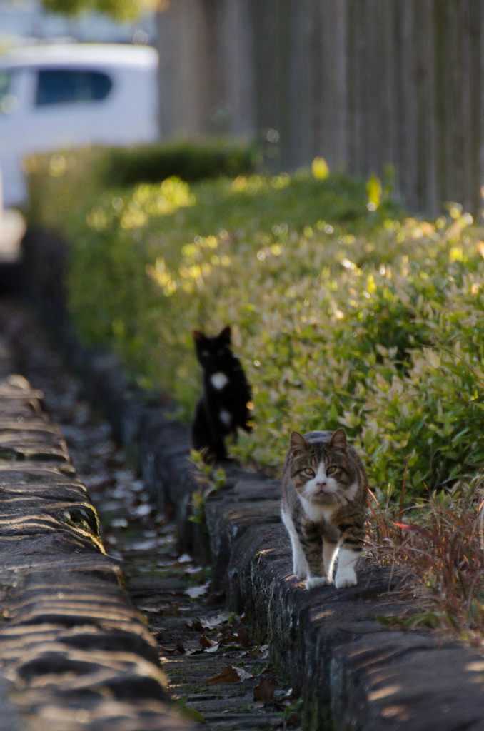 猫　その3