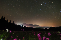 コスモスと夜空