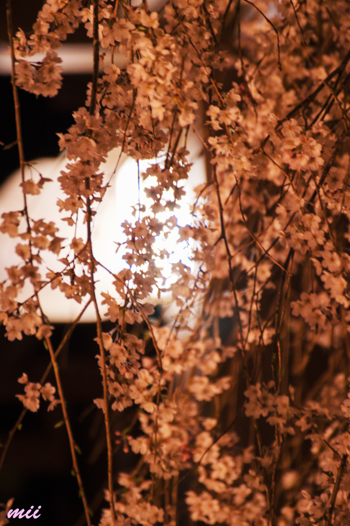 大糸桜　その3