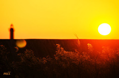 夕日