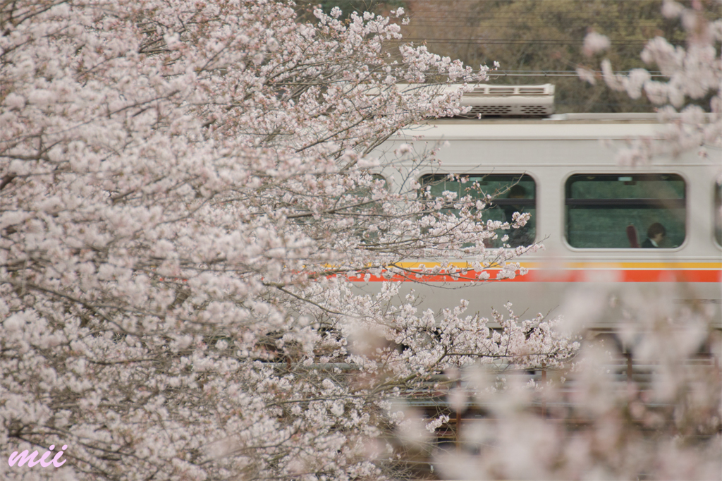 桜の中の姫新線