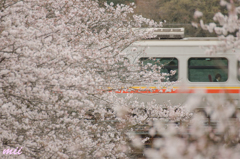 桜の中の姫新線