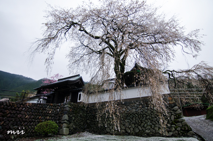 播磨一本堂 大糸桜
