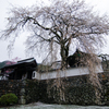 播磨一本堂 大糸桜