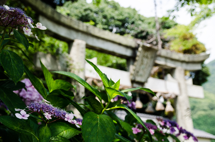 紫陽花と鳥居