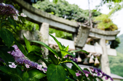 紫陽花と鳥居