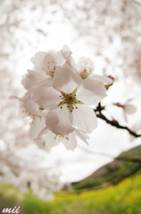 桜