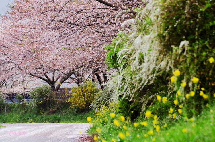 桜