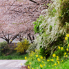 桜